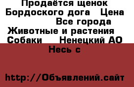 Продаётся щенок Бордоского дога › Цена ­ 37 000 - Все города Животные и растения » Собаки   . Ненецкий АО,Несь с.